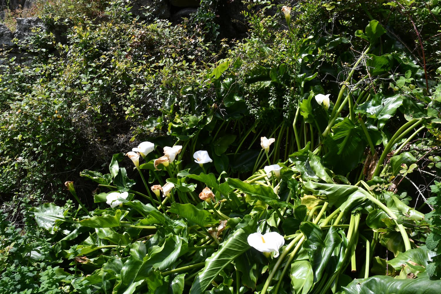 Zantedeschia aethiopica