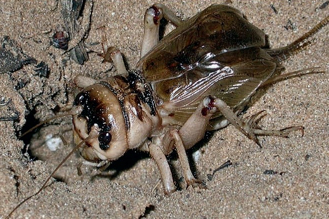 Foto T. Puma ISPRA 1