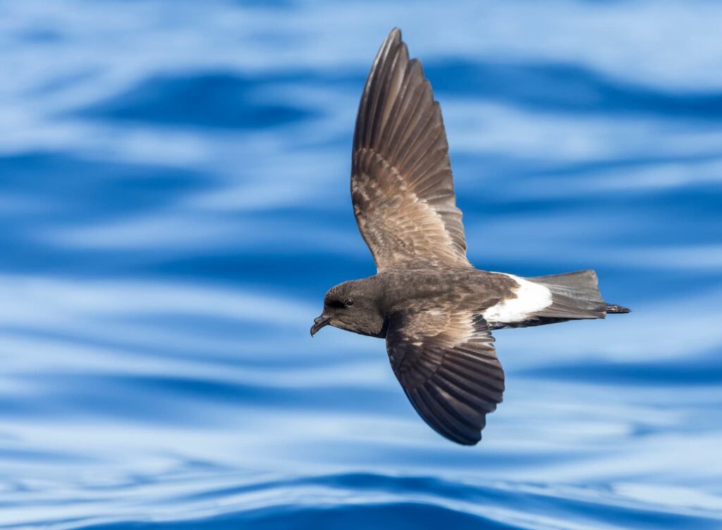 Hydrobates pelagicus (Uccello delle tempeste)