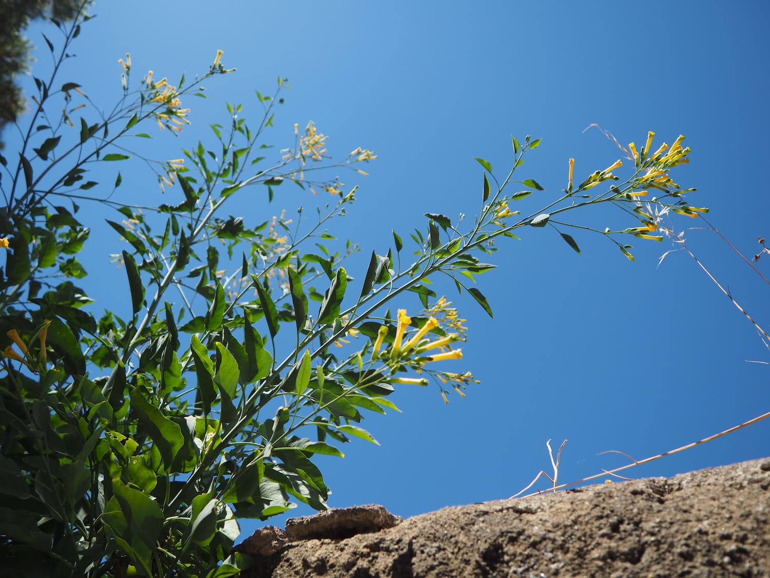 Nicotiana glauca