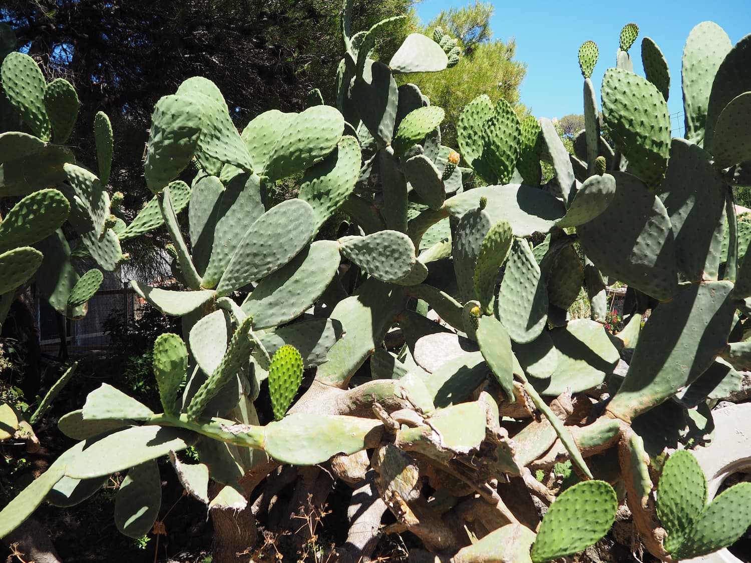 Opuntia ficus-indica