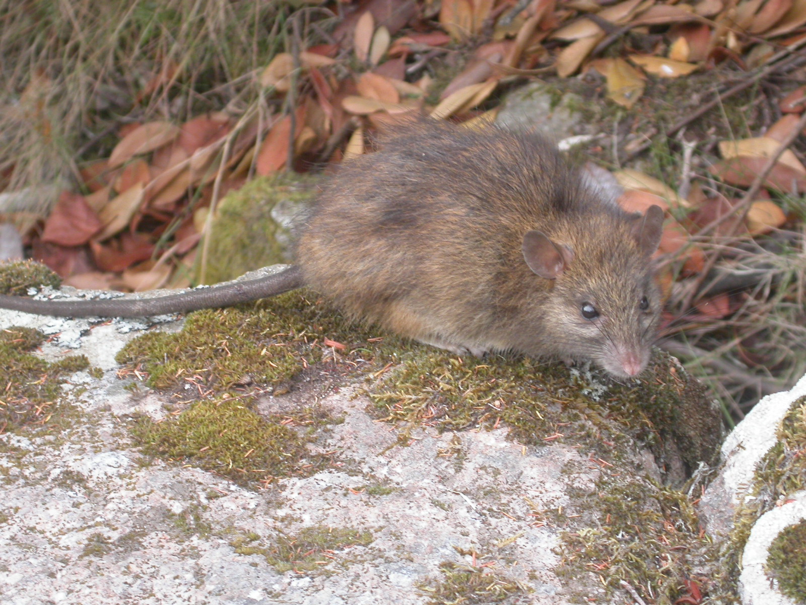 Ratto nero (Rattus rattus)