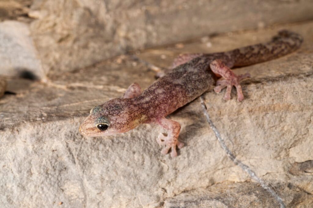 shutterstock 1062301193