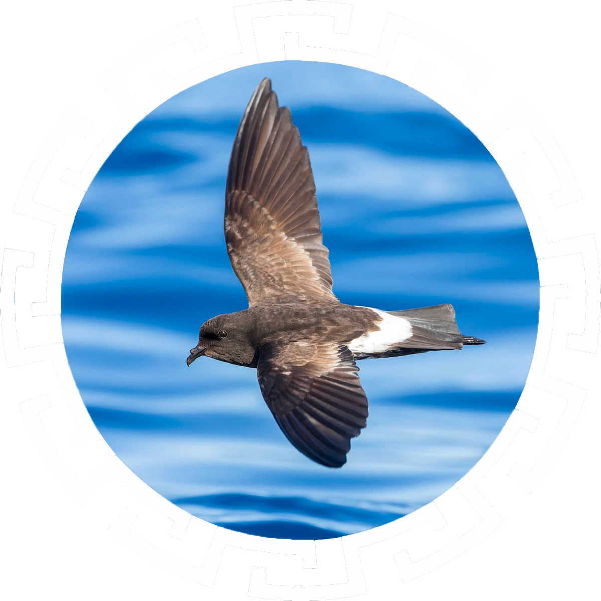 testata specie target